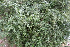 Azima tetracantha